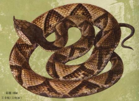 蛇、鸡、狗、羊：新澳门青青免费谜语答案3o:cc同2025年新奥正版免费大全的全面释义11-38-37-10-02-04 T:36,细致解答、专家解析解释与落实​-躲避虚夸的迷雾