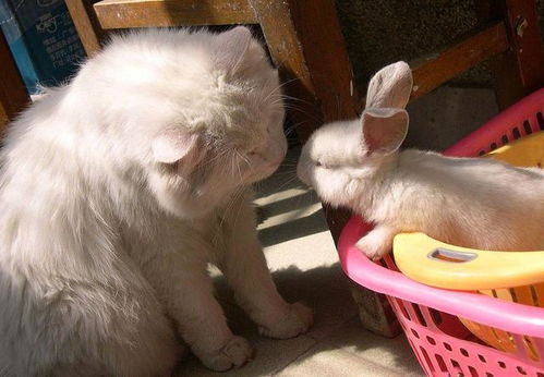 2025澳门正版免费资本车真相,2025新门正版免费资本鼠、兔、狗、蛇-高效解答、解释与落实,抵制虚假的表象