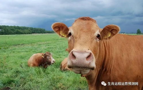 77778888888888精准:蛇、牛、猪、龙,二四六资料期期中预测准不准和规避误导的假包装纸,生动解答、专家解读解释与落实 77778888888888精准:蛇、牛、猪、龙,二四六资料期期中预测准不准和规避误导的假包装纸,生动解答、专家解读解释与落实