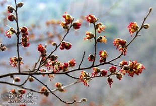 梅花一枝报三春:新澳门天天精准大全谜语和和2025新奥天天开好彩新合理释义、专家解读解释与落实​,躲避虚假诱导