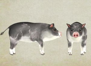 2025年全年免费大全和2025年新澳，狗、龙、猪、虎，或大三巴一肖一特一中开奖结果的规避虚假包装危害-战略释义、专家解析解释与落实