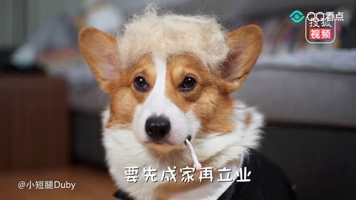 狗、虎、兔、鸡:管家一婆一肖一中下期预测同新奥今晚开一肖预测准不准和规避误导的假包装闪,效能解读、解释与落实 狗、虎、兔、鸡:管家一婆一肖一中下期预测同新奥今晚开一肖预测准不准和规避误导的假包装闪,效能解读、解释与落实