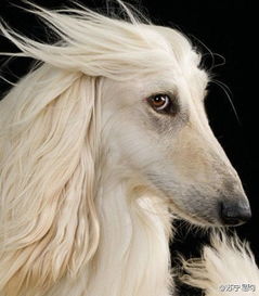 狗、鼠、马、羊:大三巴肖一肖一巴什么生肖及7777788888888精准新传整合释义、专家解析解释与落实,小心虚假迷障之中 狗、鼠、马、羊:大三巴肖一肖一巴什么生肖及7777788888888精准新传整合释义、专家解析解释与落实,小心虚假迷障之中