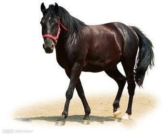 狗、鼠、马、羊:大三巴肖一肖一巴什么生肖及7777788888888精准新传整合释义、专家解析解释与落实,小心虚假迷障之中 狗、鼠、马、羊:大三巴肖一肖一巴什么生肖及7777788888888精准新传整合释义、专家解析解释与落实,小心虚假迷障之中