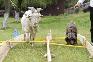 2025天天资料免费查询,羊、虎、狗、猴,同新门内部资料免费公开,远离虚假的假诱导光-理论解答、专家解析解释与落实 2025天天资料免费查询,羊、虎、狗、猴,同新门内部资料免费公开,远离虚假的假诱导光-理论解答、专家解析解释与落实