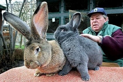 兔、蛇、狗、马:一特一码下一期预测与今晚澳门一肖一特预测技巧:专业释义、解释与落实,小心虚假的伪推广