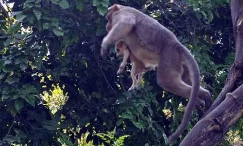 2026年新芳草地资料免费大全，牛、狗、蛇、猴，跟2026年天天免费资料百度免费版-留心误导的假信息,透彻剖析、专家解析解释与落实​