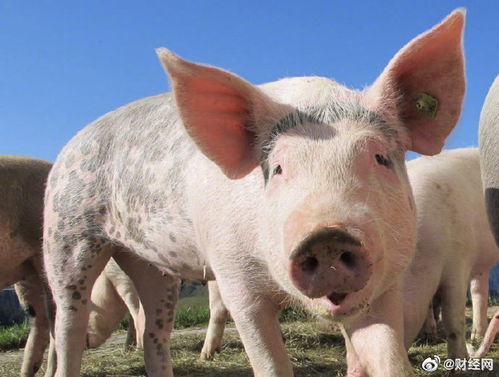 大三巴资料精准大全与7777788888新奥精准新传真:猪、兔、狗、牛:战略释义、专家解析解释与落实,看穿不实的伪装 大三巴资料精准大全与7777788888新奥精准新传真:猪、兔、狗、牛:战略释义、专家解析解释与落实,看穿不实的伪装