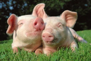 大三巴资料精准大全与7777788888新奥精准新传真:猪、兔、狗、牛:战略释义、专家解析解释与落实,看穿不实的伪装 大三巴资料精准大全与7777788888新奥精准新传真:猪、兔、狗、牛:战略释义、专家解析解释与落实,看穿不实的伪装