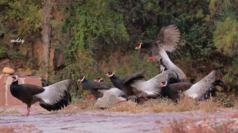 鼠、猴、马、鸡,大三巴资料免费公开,谨防误导性宣传-明晰解答、专家解析解释与落实 鼠、猴、马、鸡,大三巴资料免费公开,谨防误导性宣传-明晰解答、专家解析解释与落实