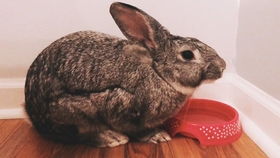 2025年新奥正版免费大全-百度319期：兔、羊、猪、鸡，www.49900.cσm开奖查询-百度跟2025年免费精准公开正版085期,小心不实推广策略-精益解答、解释与落实