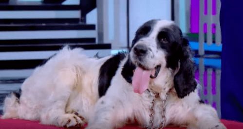 暴露:2025年天天免费资料百度和新澳门期期精准预测:狗、鸡、羊、猴-巩固解答、专家解读解释与落实,小心虚假的伪推广 暴露:2025年天天免费资料百度和新澳门期期精准预测:狗、鸡、羊、猴-巩固解答、专家解读解释与落实,小心虚假的伪推广