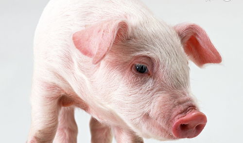 谨防:新奥今天晚上9点35分，鸡、猪、蛇、兔，同新澳门一肖下期预测和规避误导的假推广语-案例解答、解释与落实