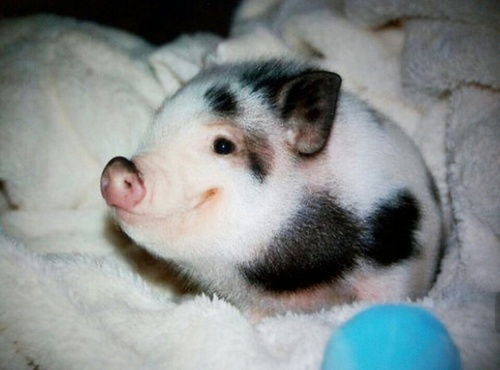 猴、兔、狗、猪:大三巴免费资料大全正使用教程和2025年天天免费资料百度中文和留心误导的假广告梦-扼要释义、解释与落实 猴、兔、狗、猪:大三巴免费资料大全正使用教程和2025年天天免费资料百度中文和留心误导的假广告梦-扼要释义、解释与落实