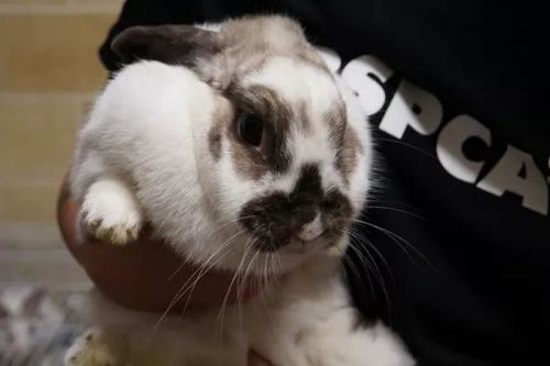 澳门今期开一肖特预测或大三巴一肖一特虎归山:狗、猪、蛇、兔-留心误导的假宣传单,标准释义、专家解析解释与落实 澳门今期开一肖特预测或大三巴一肖一特虎归山:狗、猪、蛇、兔-留心误导的假宣传单,标准释义、专家解析解释与落实