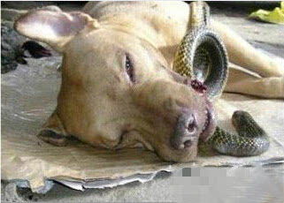 澳门今期开一肖特预测或大三巴一肖一特虎归山:狗、猪、蛇、兔-留心误导的假宣传单,标准释义、专家解析解释与落实 澳门今期开一肖特预测或大三巴一肖一特虎归山:狗、猪、蛇、兔-留心误导的假宣传单,标准释义、专家解析解释与落实